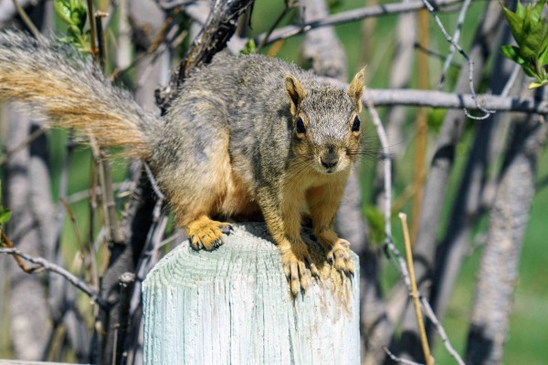 Closeup photo. A squirrel is crouched on a fence-post looking at the camera. There are branches of a shrubbery, slightly out of focus, behind the squirrel. I was out in the neighborhood looking to see if any ducklings had hatched by the pond. Didn't see any of them. April 2024.