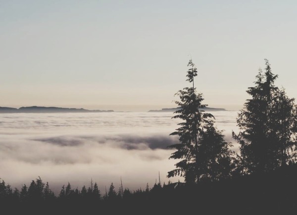 Thick sea fog covers ocean view - silhouettes of trees are in foreground, 2 large cedar trees are on far right.