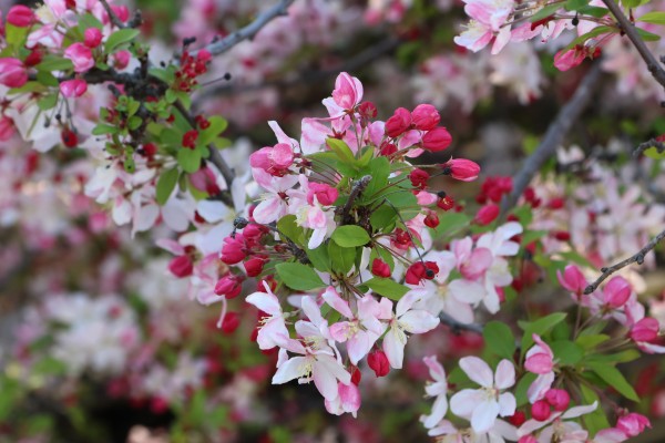 A thin brown tree branch bursting with pink and white flowers. Unopened blossoms in deep pink mingle with green leaves.