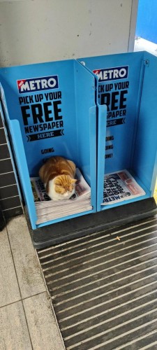 Kitty in newspaper cubby