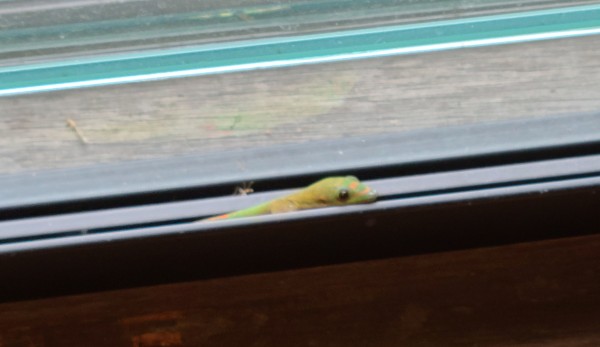 A recessed window, with a green gecko peeking out of the space between glass and frame on the bottom, with just his head and neck visible. 