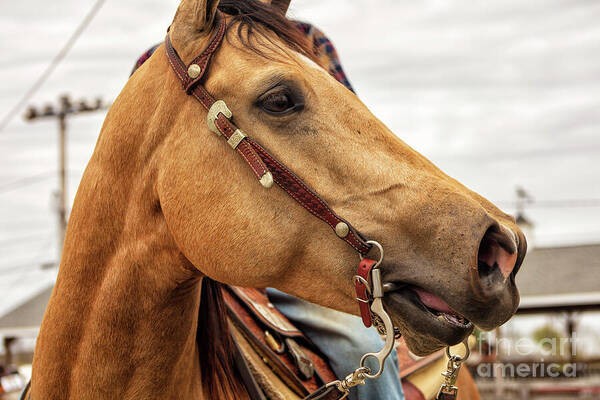 Horse Whinny - color photo of a beautiful horse calling to its companions
