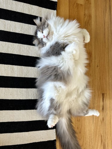Thor, a fluffy grey and white bicolor half-Ragdoll cat, lying on his back on a wooden floor with that ubiquitous black and white striped IKEA Stockholm rug on it, exposing his fuzzy white belly. 