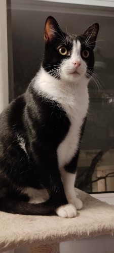 Un gato tipo esmoquin negro y blanco subido en un rascador delante de una ventana. Está mirando con mucha atención al otro lado del comedor, donde está la pared.