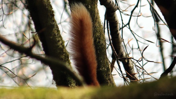 A photo taken from a woodland path looking up into the high branches of a tree. There is an out of focus moss covered branch crossing the photo horizontally at the bottom, with more budding branches vertically behind it, slightly more in focus. In the centre of the photo, sticking straight up, is the fluffy tail of a red squirrel.