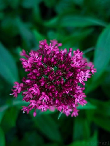 Red Valerian is a popular garden plant grown for its ornamental flowers.