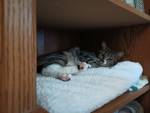 A young tabby cat is lying on a soft fuzzy white blanket inside a nook in a wooden bookcase/entertainment center.  Her pink and black toe beans are showing.