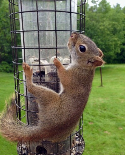 very close up on squirrel that’s looking straight at camera while hanging on side of bird feeder