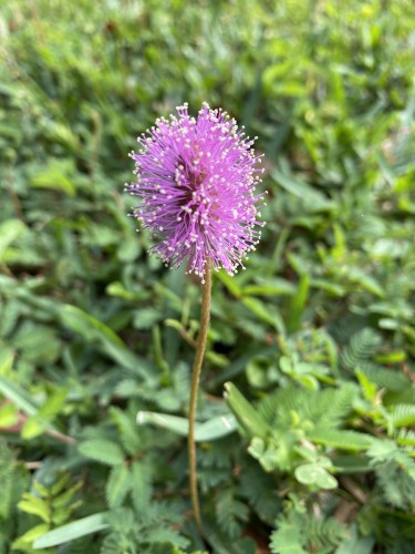A small flower made up of hundreds of short pink needle shaped spikes with yellow tips at the end of each spike.  It grows at the end of a long stem.  It is only about an inch long.  In the background is the green lawn it is invading.