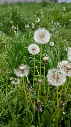Close up of sins dandelions, ready to strew their grey spheres of seeds, in tall, green grass, in an overgrown vacant lot, on a cool, rainy afternoon in the mid-Atlantic.