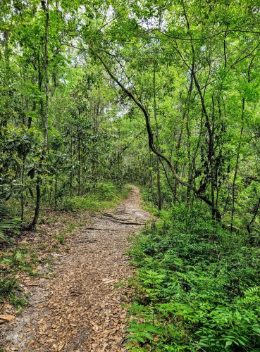 A well worn trail winds through a lush green forest with a variety of trees and tropical plants in various shades of green. The trail has a layer of dried brown leaves and some exposed tree roots, rising from the ground. Most trees provide a green shaded canopy for the path with occasion vines and bare branches reaching out overhead.