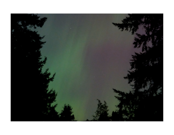 Color photo of northern lights with two darkened  trees (evergreen) on each side. Lights look magenta-greenish. 