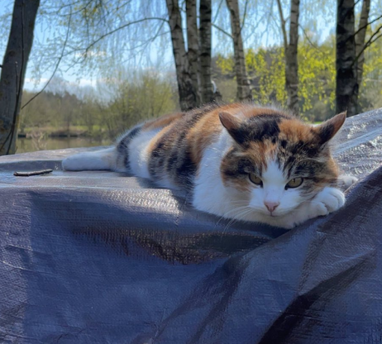 Close photo of a tricolor cat lying on dark blue garden table cover. Picture was taken from front site, with cat's face closest to camera, its body is noodle shape here, with white feet visible on other end. There are trees in the background and bright blue sky.