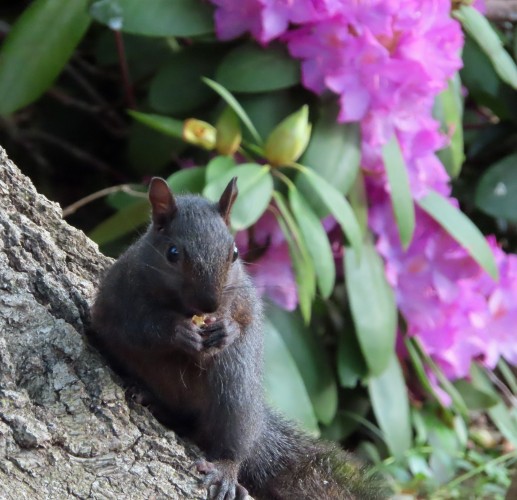 dark squirrel with azaleas in background 