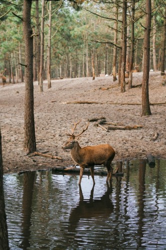 Deer standing in a pond, with trees and other deer in the background.
