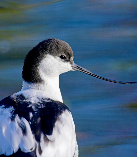 The pied avocet has a striking appearance characterized by its black and white plumage. Its head, neck, and upperparts are predominantly black, while its underparts, including the breast and belly, are white. The most distinctive feature of the pied avocet is its long, slender, upturned bill