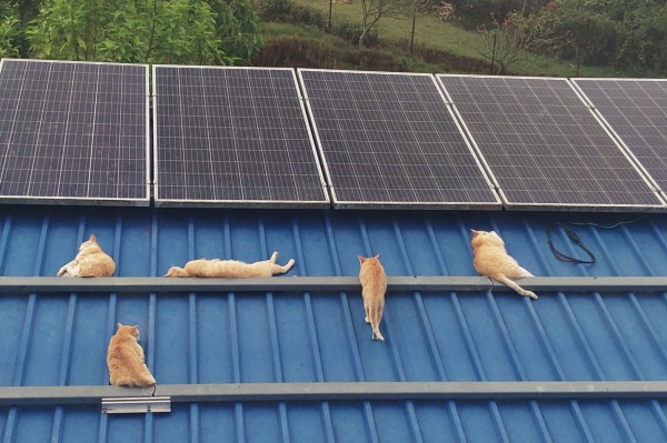 5 orange cats relaxing on a tin roof next to solar panels.