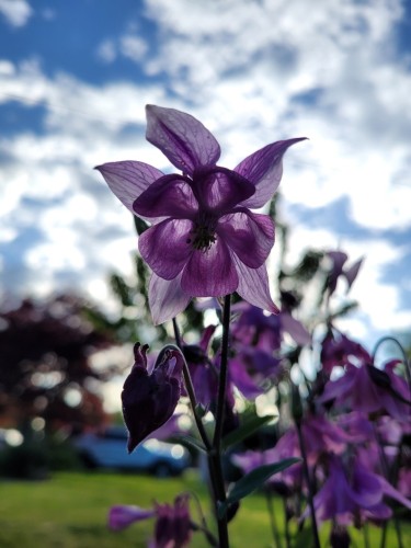 Purple columbine flower in front of a blue sky with fluffy white clouds.