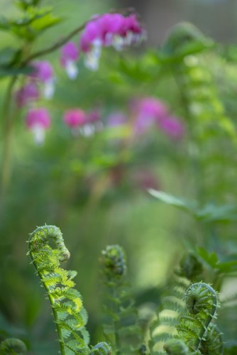 Fiddlehead Ferns with pink Dicentra behind the focal plane, nicely blurred