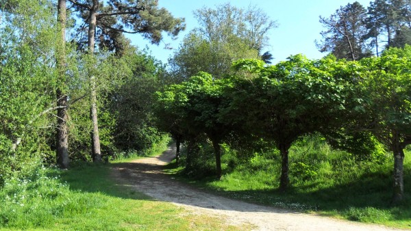 Un bosque con un camino de tierra sobre un campo verde que comienza con una curva hacia la izquierda y después gira subiendo hacia la derecha entre unos árboles medianos y frondosos a la derecha y otros más altos a la izquierda.