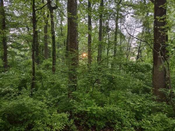 Photo: The sun is just breaking through the new vegetation on the woods in this scene. There is thick green, leafy underbrush, and the trees are beginning to leaf out.