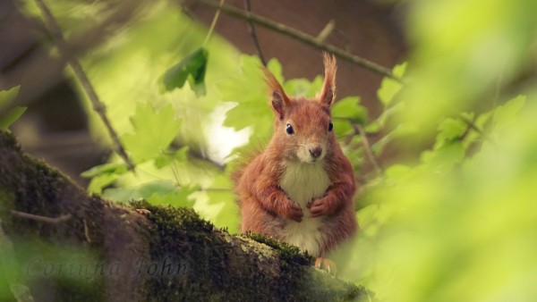 Ein Eichhörnchen sitzt zwischen leuchtend grünen Blättern auf einem moosigen Ast.