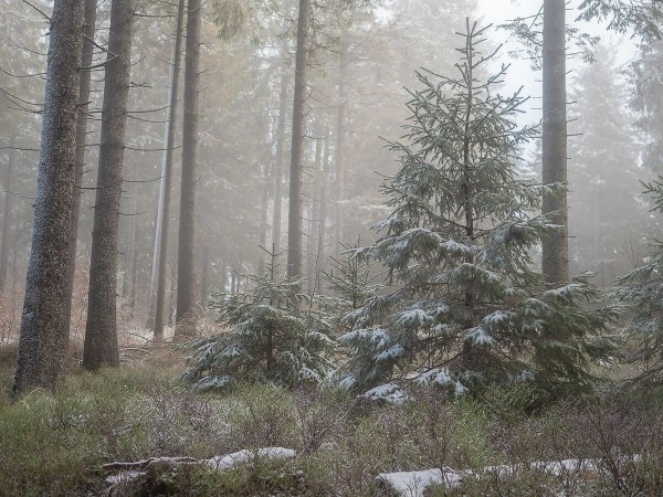 Ein Nadelbaum im Vordergrund, während im Hintergrund andere Baumreihen im Nebel stehen.