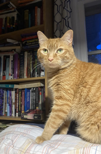 My tabby cat on a chair in my library in front of books 