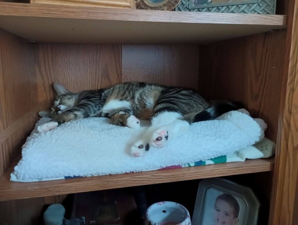 A young tabby cat is sleeping on her side on top of some soft fuzzy blankets inside a compartment in a bookcase/entertainment center.  The bottom of her little hind feet are visible, revealing her pink and black toe beans.