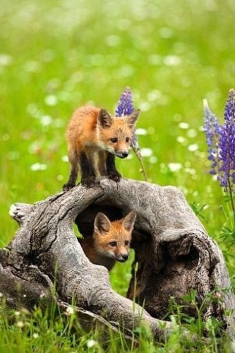 Little foxes playing with each other. On the hunt for fortune and glory.