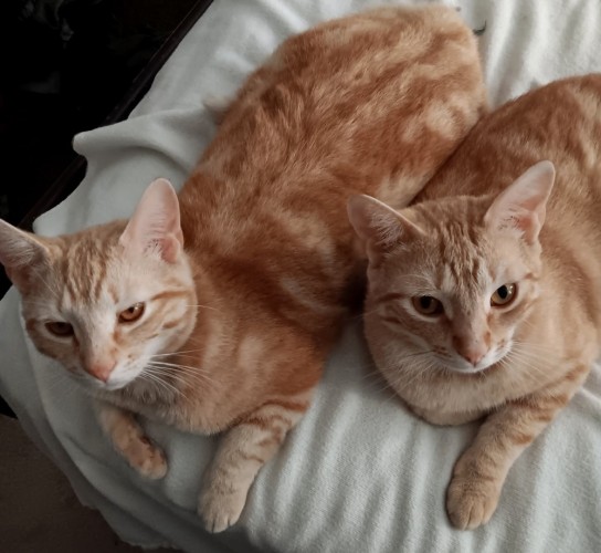 2 orange tabby cats on corner of a bed.