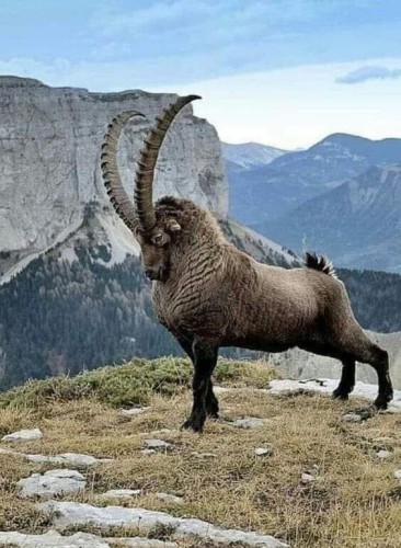 Ram being majestic AF