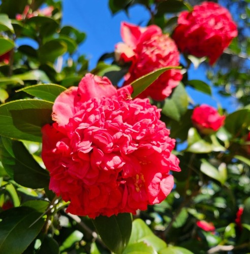 Upwards view into a lush green bush with many fluffy red flowers against a blue sky.
