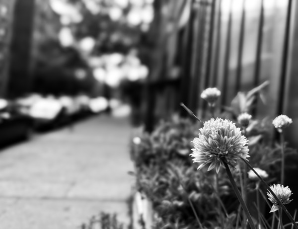 A flower on a planter by a sidewalk in Brooklyn 