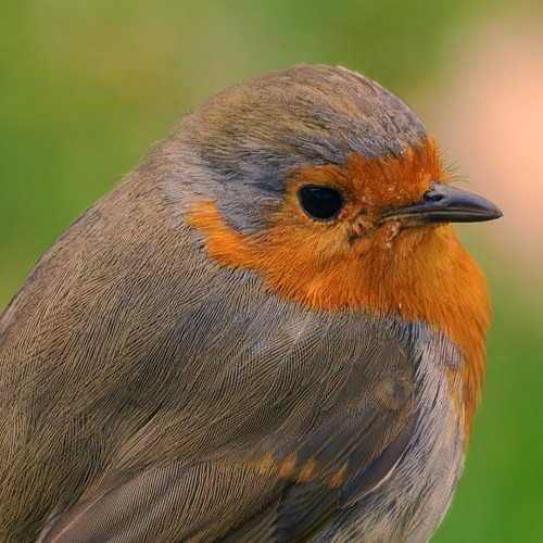 Portrait / close up of a robin