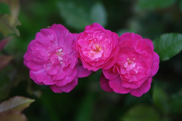 Three fuchsia pink roses close up