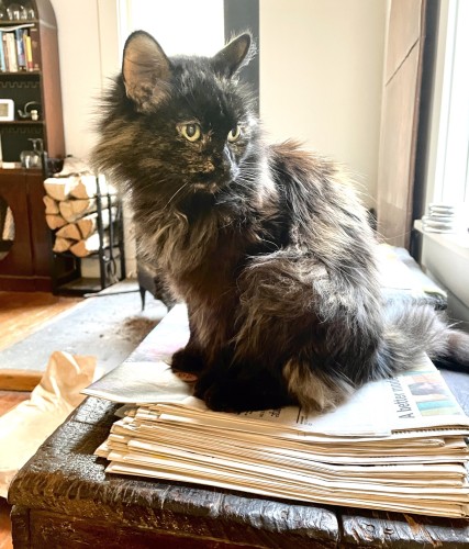 A senior tortie cat is near a window and she’s sitting on top a pile of newspapers. Her eyes are gold and she is looking across her body toward the right. Her colors are several shades of brown including copper and tan. She has floof as she is long-haired.