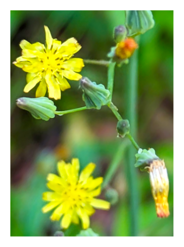 datyime. extreme close-up. stems of a flowering wild plant. two yyellow-petaled flowers with black-tipped stamen. two unopened, rocket-shaped buds and two near blooming with orange tips. the background is out of focus greenery.