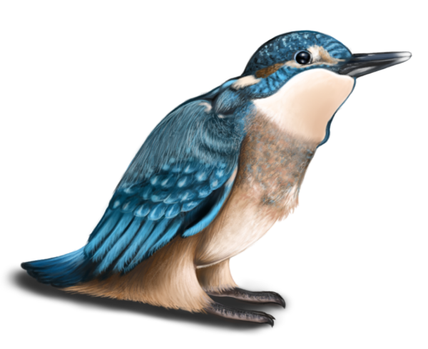 Realistic drawing of a blue bird, with brighter and darker spots on its head and wings, beige belly and dark gray beak. It looks like it sits.