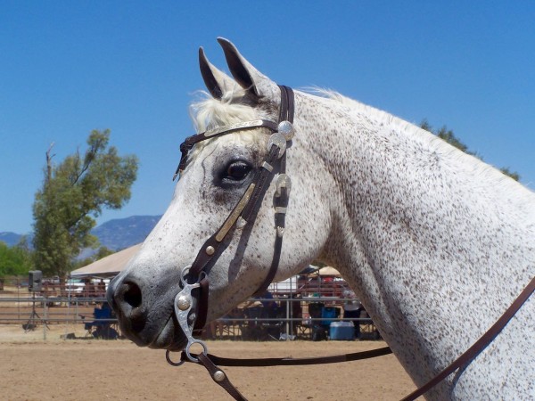 Close up of the head of a beautiful Arabian gelding on a sunny day.  He is fleabitten gray in color, and he is wearing a bridal with no noseband.