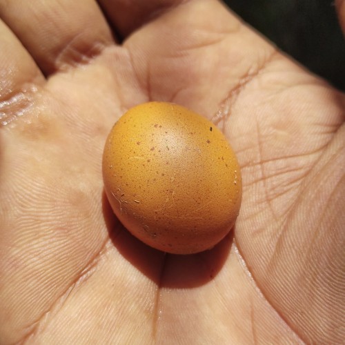 A tiny chicken egg in the palm of my hand.