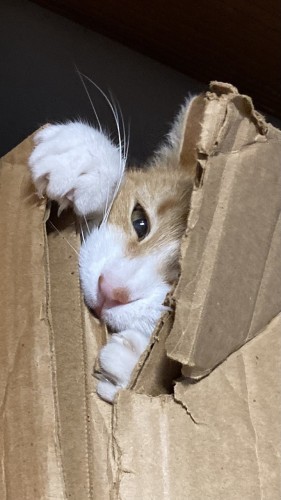 The white feet (with claws out) and the white and orange face of a cat push open the torn corner of a cardboard box.  