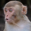 MonkeyBusiness avatar