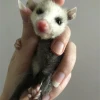 opossums avatar
