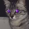 holographic-cat avatar