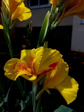 Yellow King Humbert flower