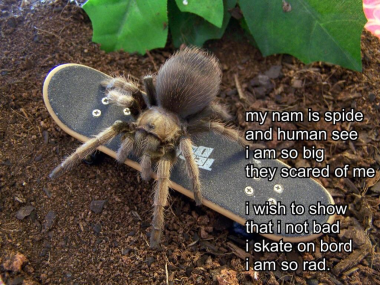 A pet tarantula riding a tiny skateboard. Text reads: "My nam is spide. And human see. I am so big. They scared of me. I wish to show. That I not bad. I skate on bord. I am so rad."