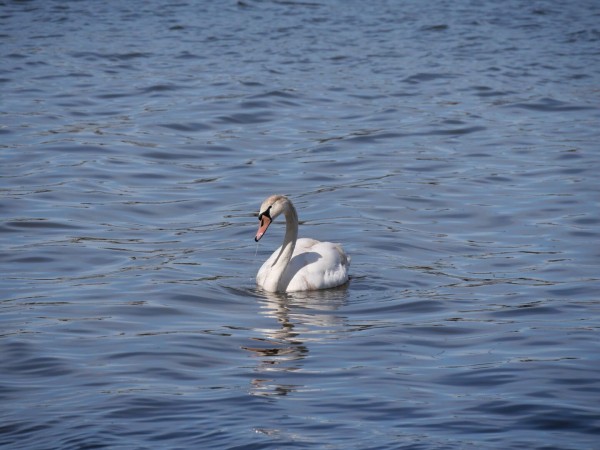 A graceful swan floating on the calm waters of a lake, with a clear reflection beneath.