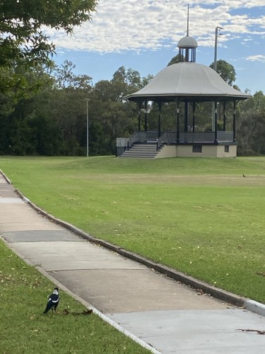 Photo of a magpie patrolling the path past the historic band rotunda. Band rotunda is a small octagonal building with a domed white tin roof with a smaller cupola and spire above. It's set amid park lawns and backed by a line of trees and dense vegetation which shelters a little creek (not visible in this pic).