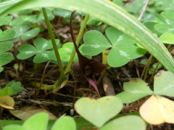 Western wild ginger (Asarum caudatum) hiding its flower.

A deep wine colored flower in the shape of a cup with three long triangles of petals pointing across either way and up. It hides beneath clover looking leaves (of redwood sorrel) and a long leaf from somewhere. Its own leaves on the stems next to the flower are somewhere above the frame.